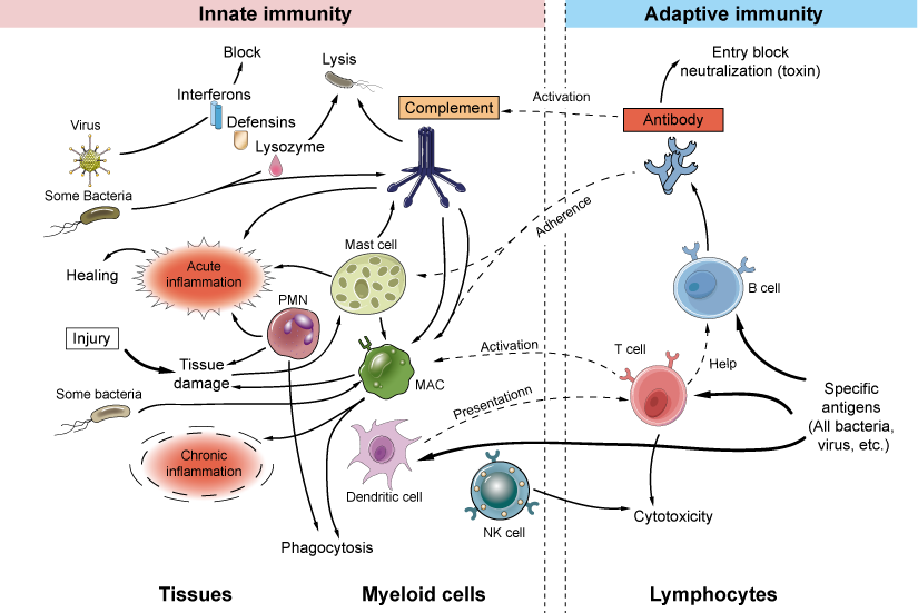 Immunity defense mechanisms